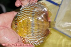 画像1: 【ワイルドディスカス】【通販】【奇跡の再入荷】カヌマ ロイヤル&ロイヤルクロス【個体販売】11-12cm（生体）カヌマ産 (1)