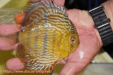 画像2: 【ワイルドディスカス】【通販】【奇跡の再入荷】カヌマ ロイヤル&ロイヤルクロス【個体販売】11-12cm（生体）カヌマ産 (2)