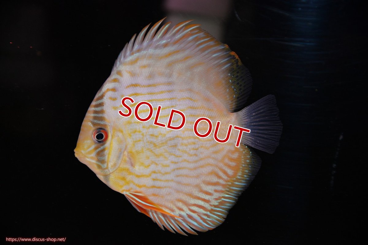 画像1: 【決算セール対象個体】【ワイルドディスカス】【通販】【奇跡の再入荷】カヌマ ロイヤル&ロイヤルクロス【個体販売】11-12cm（生体）カヌマ産 (1)