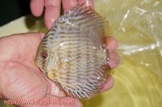 画像1: 【ワイルドディスカス】【通販】【奇跡の再入荷】カヌマ ロイヤル&ロイヤルクロス【個体販売】11-12cm（生体）カヌマ産 (1)