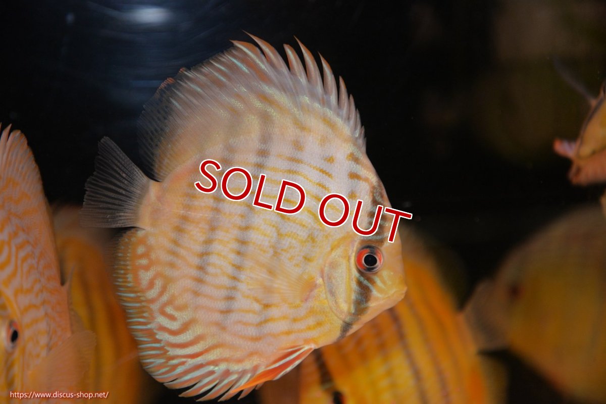 画像2: 【決算セール対象個体】【ワイルドディスカス】【通販】【奇跡の再入荷】カヌマ ロイヤル&ロイヤルクロス【個体販売】11-12cm（生体）カヌマ産 (2)