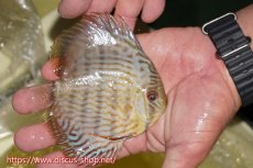 画像2: 【ワイルドディスカス】【通販】【奇跡の再入荷】カヌマ ロイヤル&ロイヤルクロス【個体販売】11-12cm（生体）カヌマ産 (2)