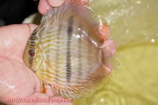 画像1: 【ワイルドディスカス】【通販】【奇跡の再入荷】カヌマ ロイヤル&ロイヤルクロス【個体販売】11-12cm（生体）カヌマ産 (1)