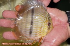 画像2: 【ワイルドディスカス】【通販】【奇跡の再入荷】カヌマ ロイヤル&ロイヤルクロス【個体販売】11-12cm（生体）カヌマ産 (2)