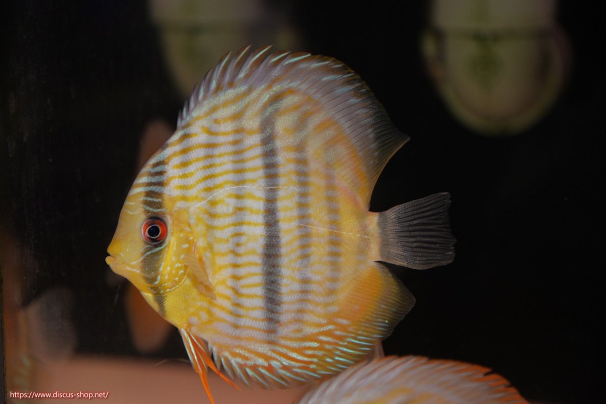 画像1: 【30周年記念セール対象個体】【ワイルドディスカス】【通販】【奇跡の再入荷】カヌマ ロイヤル&ロイヤルクロス【個体販売】11-12cm（生体）カヌマ産 (1)