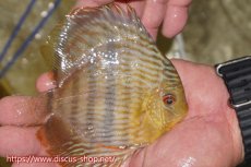 画像3: 【30周年記念セール対象個体】【ワイルドディスカス】【通販】【奇跡の再入荷】カヌマ ロイヤル&ロイヤルクロス【個体販売】11-12cm（生体）カヌマ産 (3)