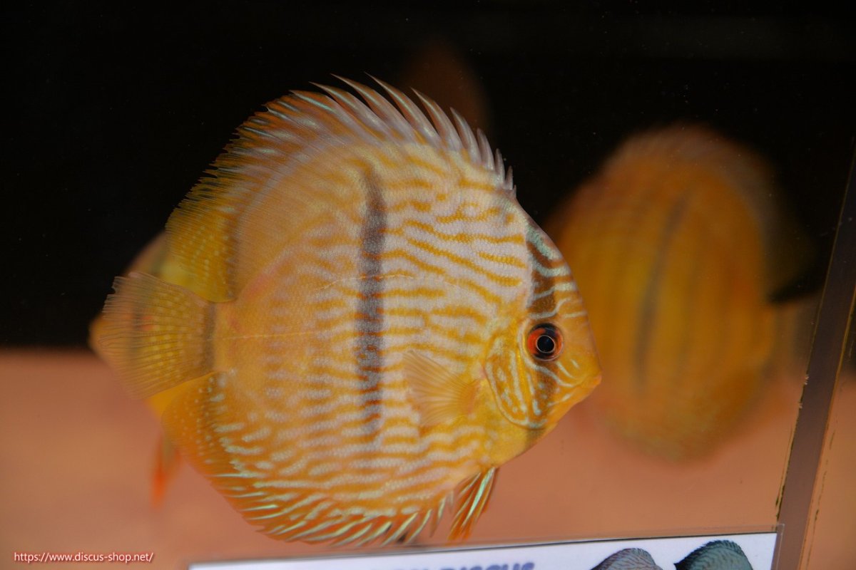 画像1: 【30周年記念セール対象個体】【ワイルドディスカス】【通販】【奇跡の再入荷】カヌマ ロイヤル&ロイヤルクロス【個体販売】11-12cm（生体）カヌマ産 (1)