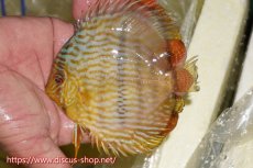 画像1: 【ワイルドディスカス】【通販】【奇跡の再入荷】カヌマ ロイヤル&ロイヤルクロス【個体販売】11-12cm（生体）カヌマ産 (1)