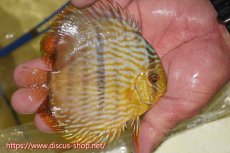 画像2: 【ワイルドディスカス】【通販】【奇跡の再入荷】カヌマ ロイヤル&ロイヤルクロス【個体販売】11-12cm（生体）カヌマ産 (2)