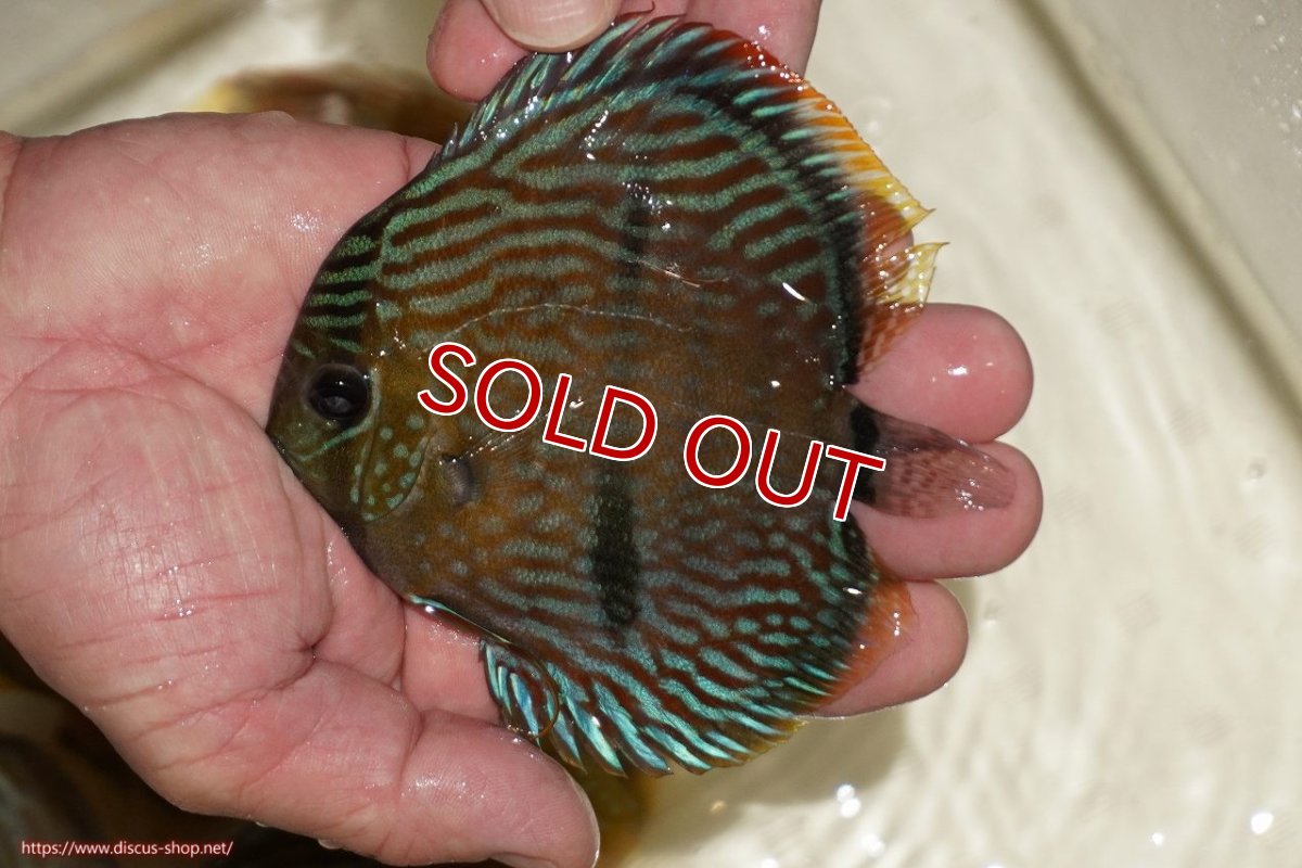 画像1: 【決算セール対象個体】【ワイルドディスカス】【通販】【奇跡の再入荷】カヌマ ロイヤルクロス【個体販売】10-12cm（生体）カヌマ産 (1)