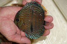 画像1: 【決算セール対象個体】【ワイルドディスカス】【通販】【奇跡の再入荷】カヌマ ロイヤルクロス【個体販売】10-12cm（生体）カヌマ産 (1)