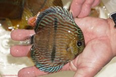 画像2: 【決算セール対象個体】【ワイルドディスカス】【通販】【奇跡の再入荷】カヌマ ロイヤルクロス【個体販売】10-12cm（生体）カヌマ産 (2)