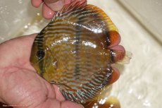 画像1: 【決算セール対象個体】【ワイルドディスカス】【通販】【奇跡の再入荷】カヌマ ロイヤルクロス【個体販売】10-12cm（生体）カヌマ産 (1)