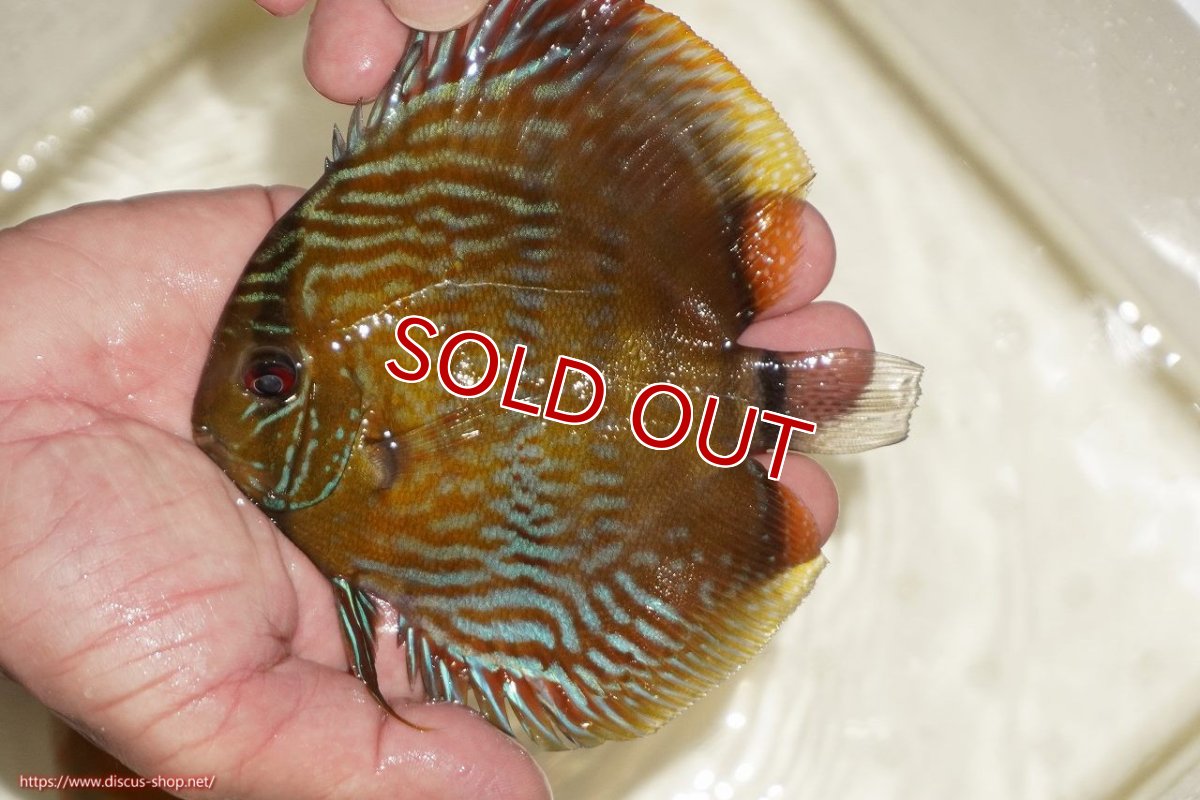 画像1: 【決算セール対象個体】【ワイルドディスカス】【通販】【奇跡の再入荷】カヌマ ロイヤルクロス【個体販売】10-12cm（生体）カヌマ産 (1)