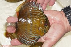 画像2: 【決算セール対象個体】【ワイルドディスカス】【通販】【奇跡の再入荷】カヌマ ロイヤルクロス【個体販売】10-12cm（生体）カヌマ産 (2)