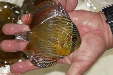 画像2: 【決算セール対象個体】【ワイルドディスカス】【通販】【奇跡の再入荷】カヌマ ロイヤルクロス【個体販売】10-12cm（生体）カヌマ産 (2)