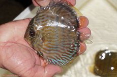 画像1: 【決算セール対象個体】【ワイルドディスカス】【通販】【奇跡の再入荷】カヌマ ロイヤルクロス【個体販売】10-12cm（生体）カヌマ産 (1)