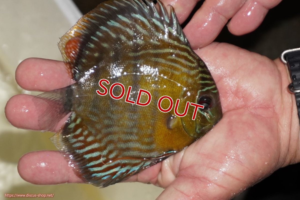 画像2: 【決算セール対象個体】【ワイルドディスカス】【通販】【奇跡の再入荷】カヌマ ロイヤル（純ロイヤルブルー）【個体販売】10-12cm（生体）カヌマ産 (2)