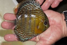 画像2: 【決算セール対象個体】【ワイルドディスカス】【通販】【奇跡の再入荷】カヌマ ロイヤル（純ロイヤルブルー）【個体販売】10-12cm（生体）カヌマ産 (2)