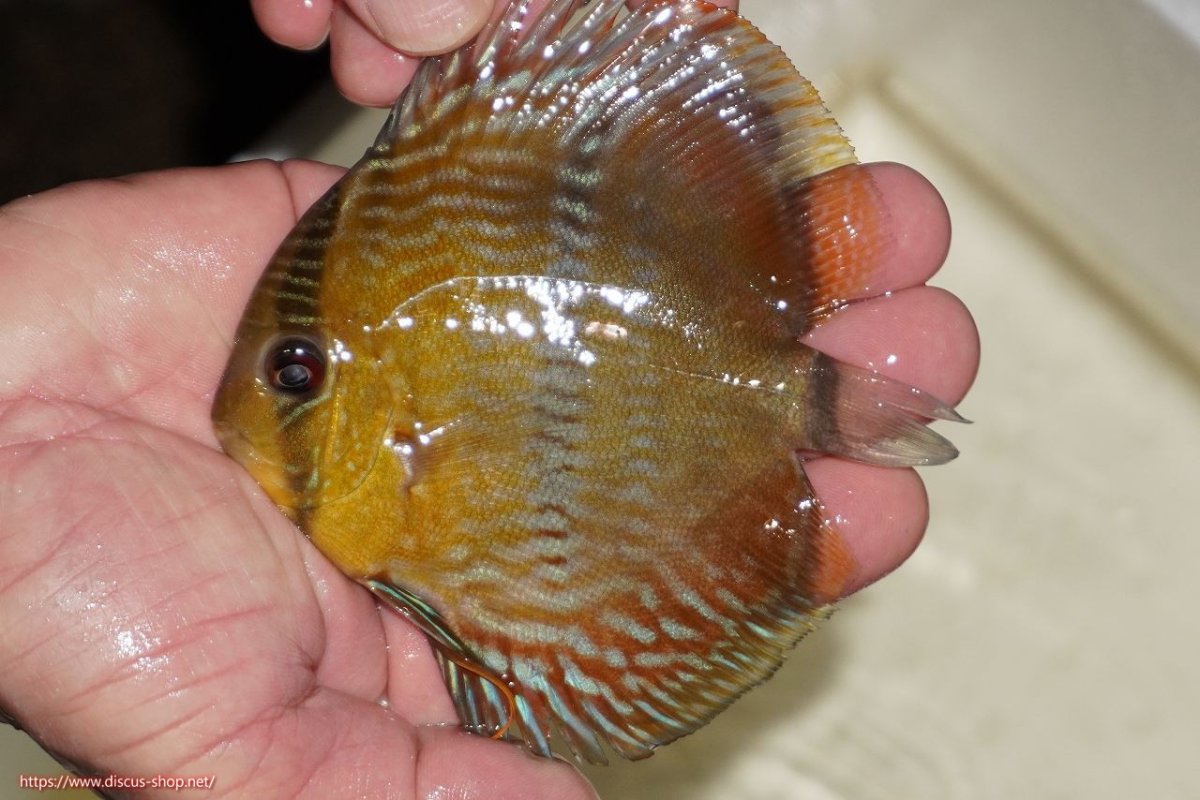 画像1: 【決算セール対象個体】【ワイルドディスカス】【通販】【奇跡の再入荷】カヌマ ロイヤルクロス【個体販売】10-12cm（生体）カヌマ産 (1)