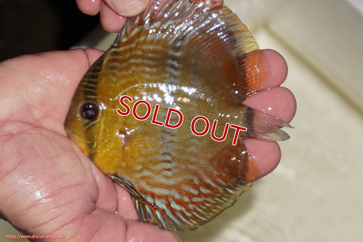 画像1: 【決算セール対象個体】【ワイルドディスカス】【通販】【奇跡の再入荷】カヌマ ロイヤルクロス ヤングスター【個体販売】10-12cm（生体）カヌマ産 (1)