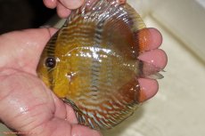 画像1: 【決算セール対象個体】【ワイルドディスカス】【通販】【奇跡の再入荷】カヌマ ロイヤルクロス【個体販売】10-12cm（生体）カヌマ産 (1)