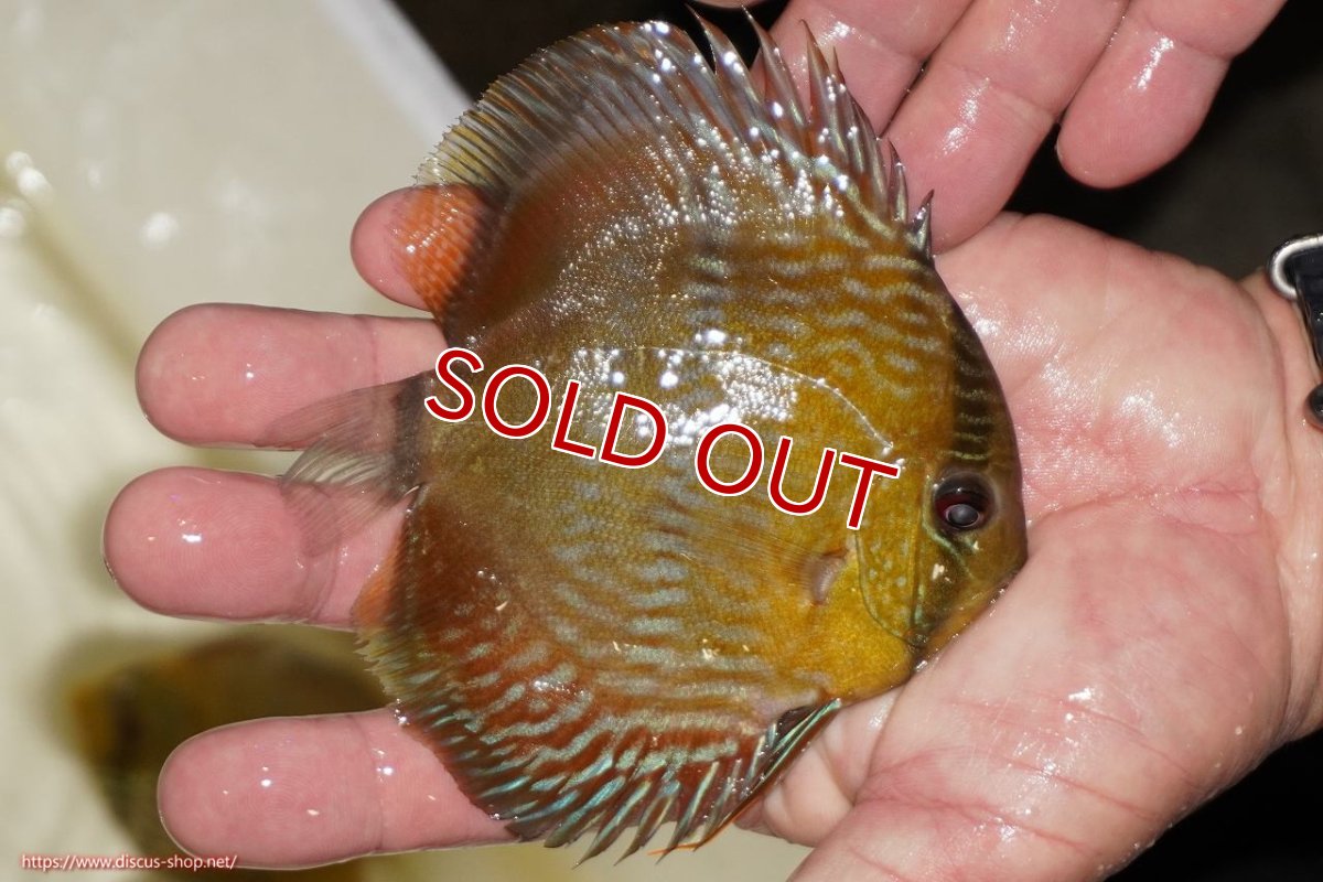 画像2: 【決算セール対象個体】【ワイルドディスカス】【通販】【奇跡の再入荷】カヌマ ロイヤルクロス ヤングスター【個体販売】10-12cm（生体）カヌマ産 (2)