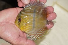 画像1: 【決算セール対象個体】【ワイルドディスカス】【通販】【奇跡の再入荷】カヌマ ロイヤルクロス【個体販売】10-12cm（生体）カヌマ産 (1)