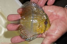 画像2: 【決算セール対象個体】【ワイルドディスカス】【通販】【奇跡の再入荷】カヌマ ロイヤルクロス【個体販売】10-12cm（生体）カヌマ産 (2)