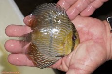 画像2: 【決算セール対象個体】【ワイルドディスカス】【通販】【奇跡の再入荷】カヌマ ロイヤルクロス【個体販売】10-12cm（生体）カヌマ産 (2)