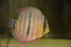 画像1: 【水槽整理のため完全在庫処分　2匹以上ご購入で合計金額から50％OFF】【ワイルドディスカス】【通販】カヌマロイヤルクロス　ヤングスター【個体販売】11-12cm（生体）カヌマ産 (1)
