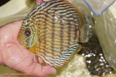 画像1: 【ワイルドディスカス】【通販】【未開の新産地個体】ラーゴマミアロイヤルブルー【個体販売】15cm（生体）ラーゴマミア産 (1)