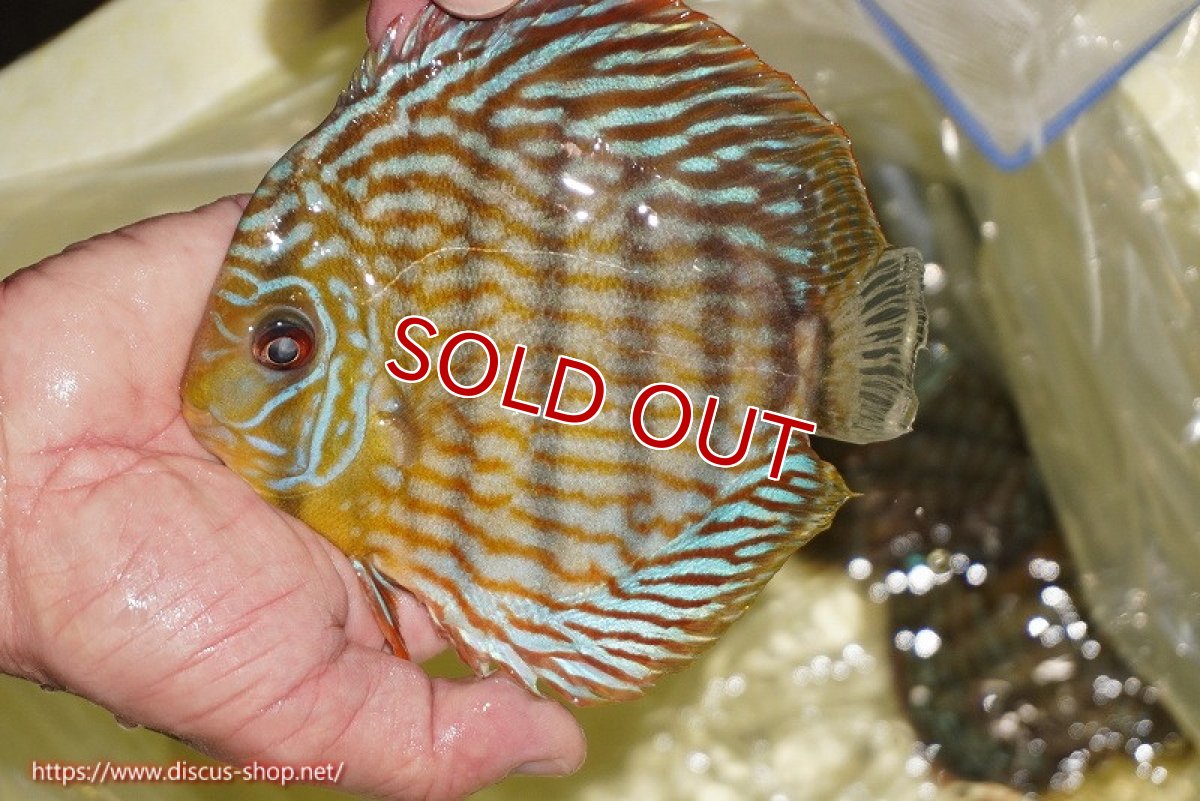 画像2: 【30周年記念セール対象個体】【ワイルドディスカス】【通販】【未開の新産地個体】ラーゴマミアロイヤルブルー【個体販売】15cm（生体）ラーゴマミア産 (2)