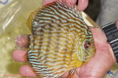 画像2: 【ワイルドディスカス】【通販】【未開の新産地個体】ラーゴマミアロイヤルブルー【個体販売】15cm（生体）ラーゴマミア産 (2)