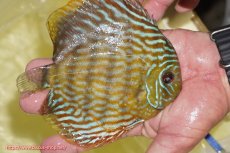 画像2: 【ワイルドディスカス】【通販】【未開の新産地個体】ラーゴマミアロイヤルブルー【個体販売】15cm（生体）ラーゴマミア産 (2)