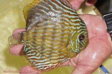 画像3: 【初夏のワイルドディスカスセール対象個体】【ワイルドディスカス】【通販】【未開の新産地個体】ラーゴマミアロイヤルブルー【個体販売】15cm（生体）ラーゴマミア産 (3)