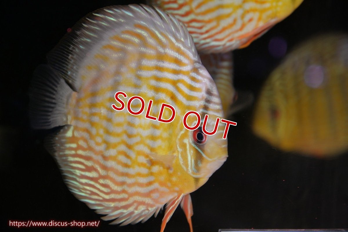 画像1: 【決算セール対象個体】【ワイルドディスカス】【通販】【未開の新産地個体】ラーゴマミアロイヤルブルー【個体販売】15cm（生体）ラーゴマミア産 (1)