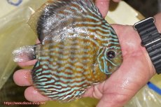 画像3: 【決算セール対象個体】【ワイルドディスカス】【通販】【未開の新産地個体】ラーゴマミアロイヤルブルー【個体販売】15cm（生体）ラーゴマミア産 (3)