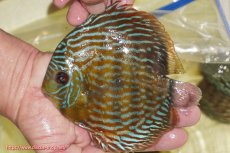 画像1: 【ワイルドディスカス】【通販】【未開の新産地個体】ラーゴマミアロイヤルブルー【個体販売】15cm（生体）ラーゴマミア産 (1)