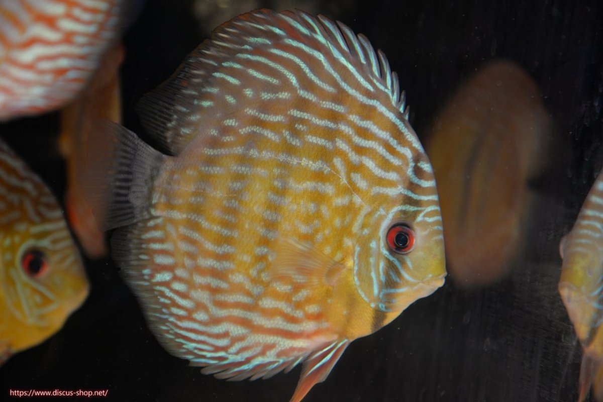 画像2: 【30周年記念セール対象個体】【ワイルドディスカス】【通販】【未開の新産地個体】ラーゴマミアロイヤルブルー【個体販売】15cm（生体）ラーゴマミア産 (2)