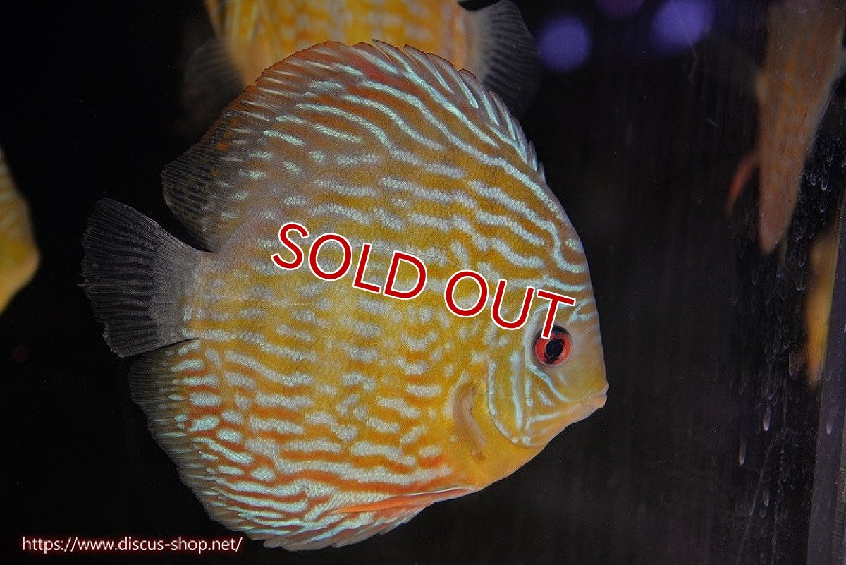 画像5: 【ワイルドディスカス】【通販】【未開の新産地個体】ラーゴマミアロイヤルブルー【個体販売】15cm（生体）ラーゴマミア産 (5)