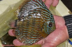 画像5: 【決算セール対象個体】【ワイルドディスカス】【通販】【未開の新産地個体】ラーゴマミアロイヤルブルー【個体販売】15cm（生体）ラーゴマミア産 (5)