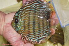 画像1: 【ワイルドディスカス】【通販】【未開の新産地個体】ラーゴマミアロイヤルブルー【個体販売】15cm（生体）ラーゴマミア産 (1)