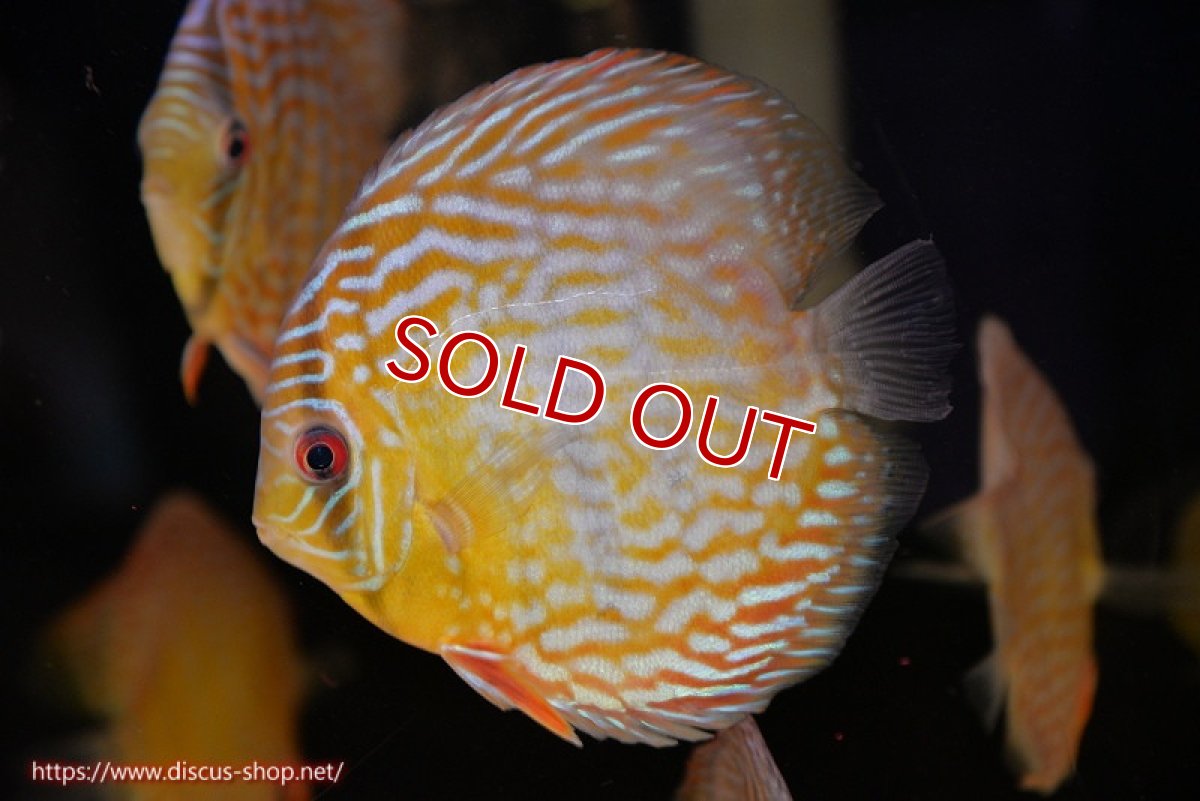 画像1: 【ワイルドディスカス】【通販】【未開の新産地個体】ラーゴマミアロイヤルブルー【個体販売】15cm（生体）ラーゴマミア産 (1)