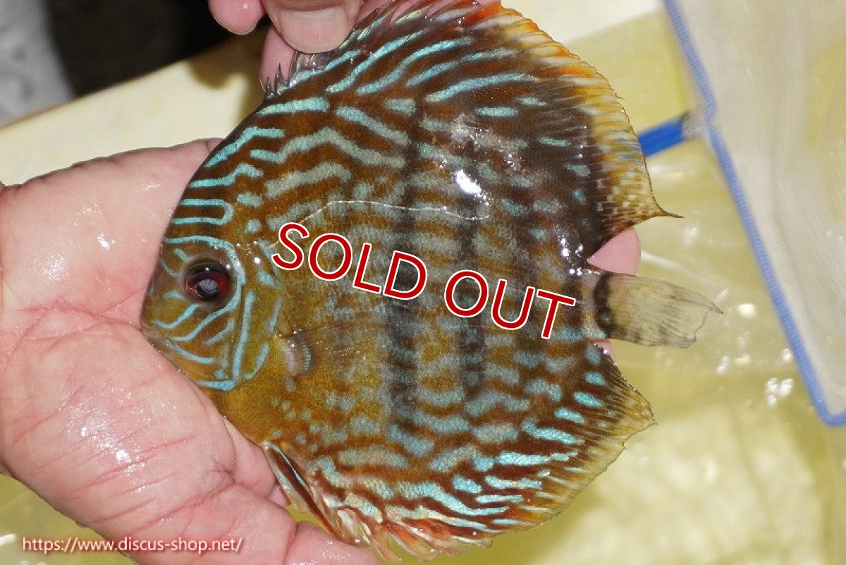 画像2: 【ワイルドディスカス】【通販】【未開の新産地個体】ラーゴマミアロイヤルブルー【個体販売】15cm（生体）ラーゴマミア産 (2)