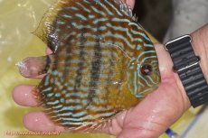 画像2: 【ワイルドディスカス】【通販】【未開の新産地個体】ラーゴマミアロイヤルブルー【個体販売】15cm（生体）ラーゴマミア産 (2)