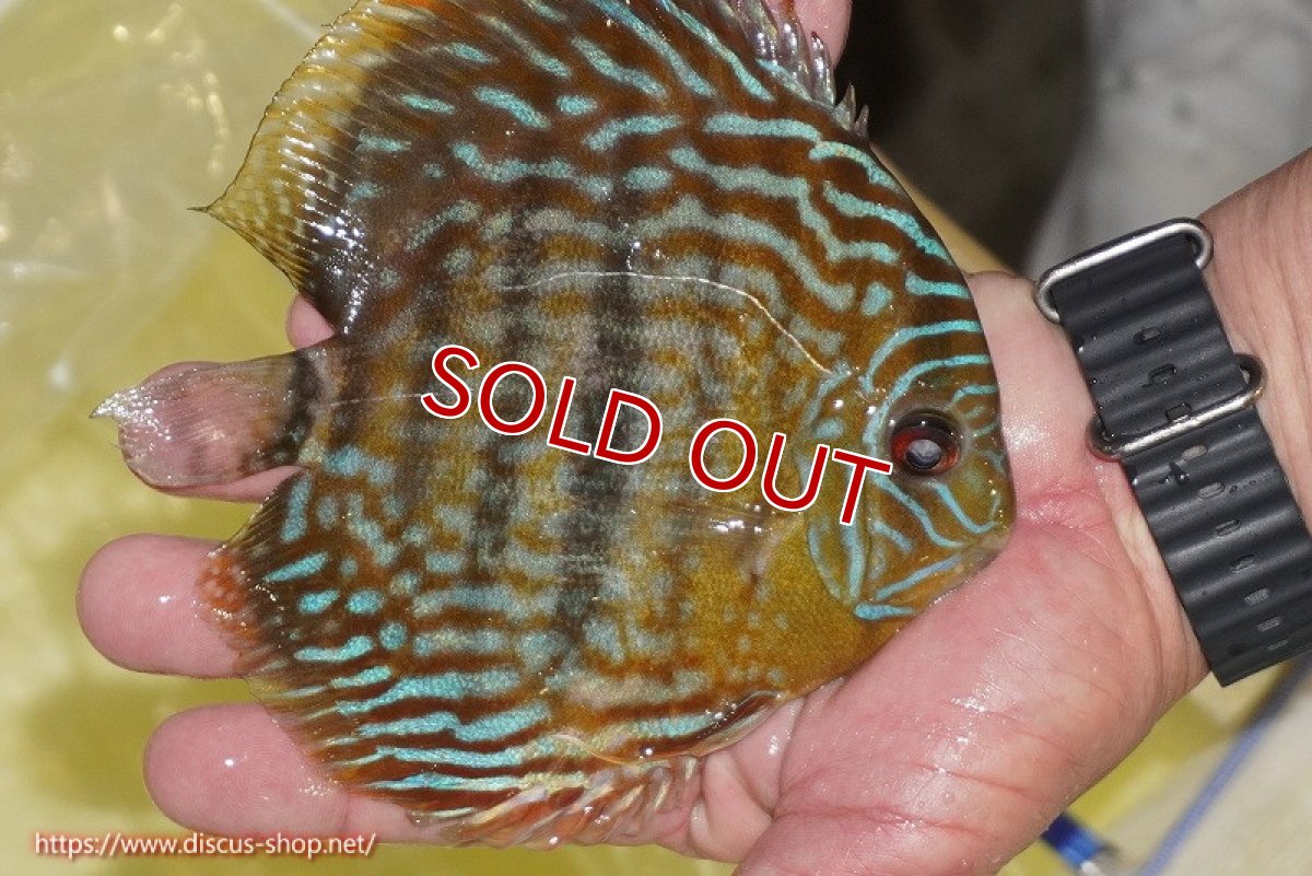 画像3: 【ワイルドディスカス】【通販】【未開の新産地個体】ラーゴマミアロイヤルブルー【個体販売】15cm（生体）ラーゴマミア産 (3)