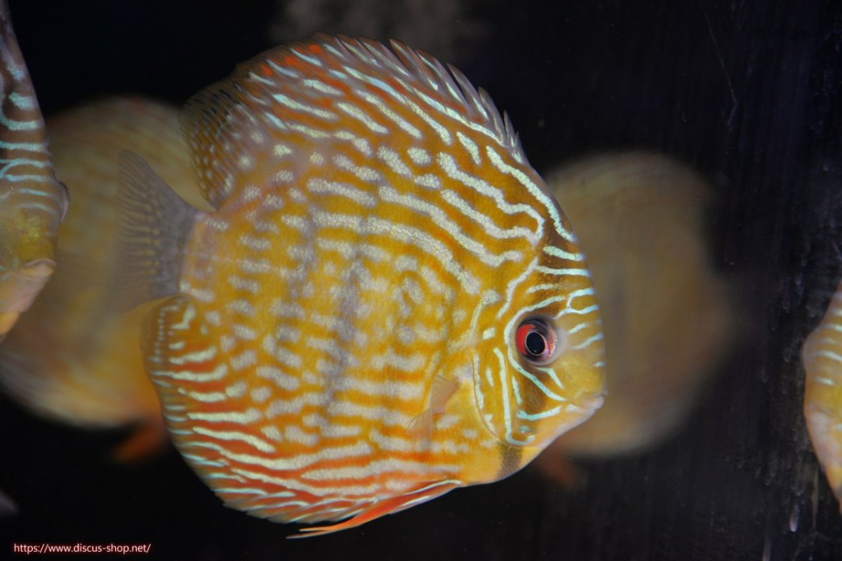 画像1: 【決算セール対象個体】【ワイルドディスカス】【通販】【未開の新産地個体】ラーゴマミアロイヤルブルー【個体販売】15cm（生体）ラーゴマミア産 (1)