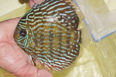 画像1: 【ワイルドディスカス】【通販】【未開の新産地個体】ラーゴマミアロイヤルブルー【個体販売】15cm（生体）ラーゴマミア産 (1)