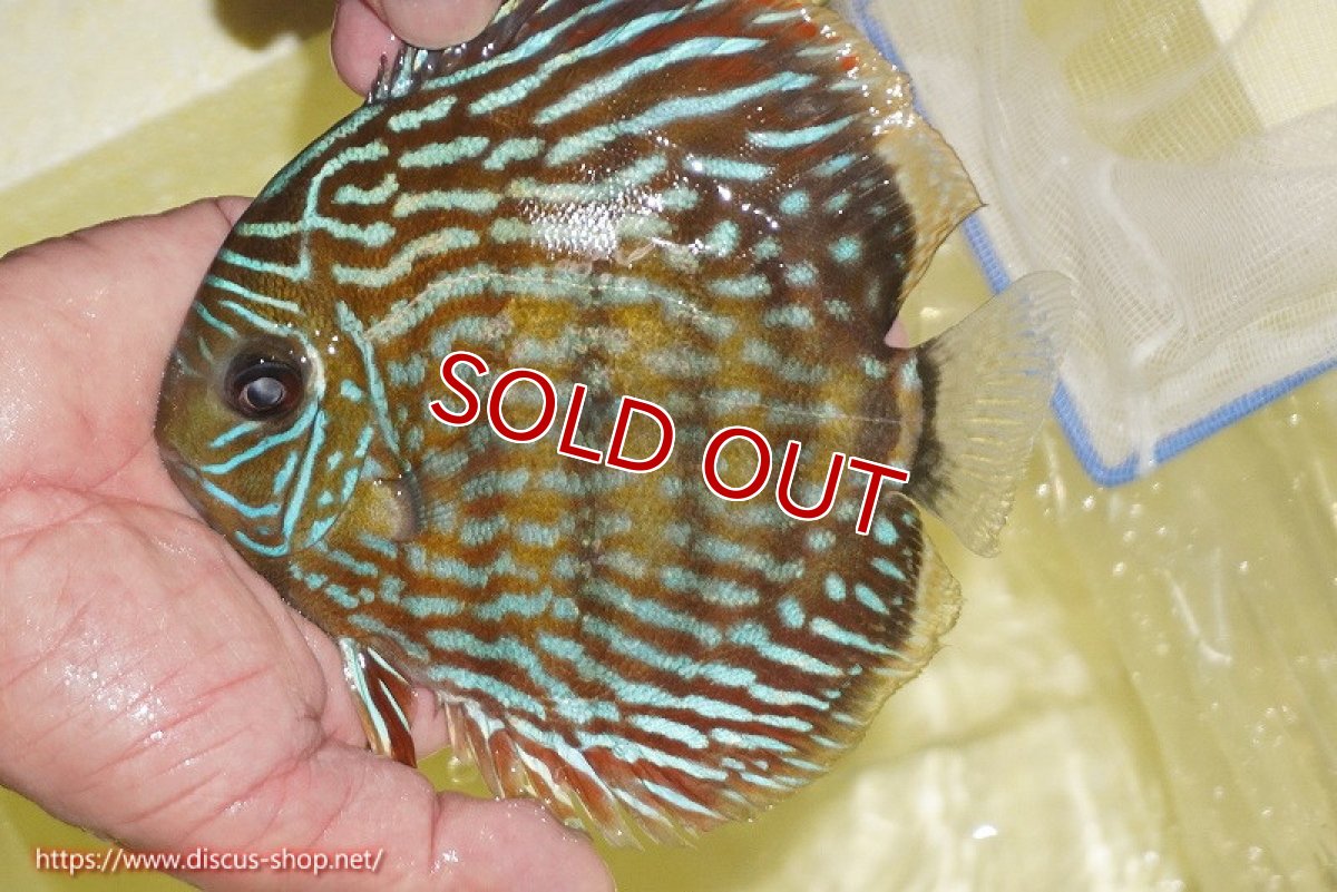 画像3: 【ワイルドディスカス】【通販】【未開の新産地個体】ラーゴマミアロイヤルブルー【個体販売】15cm（生体）ラーゴマミア産 (3)